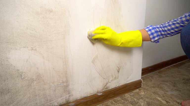 Best Mold Remediation for Healthcare Facilities  in Green, OR