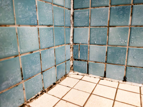 Best Environmental Consulting for Mold Prevention  in Green, OR